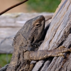 Pogona barbata at Holt, ACT - suppressed