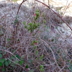 Correa reflexa var. reflexa (Common Correa, Native Fuchsia) at Woodstock Nature Reserve - 4 Sep 2020 by Kurt