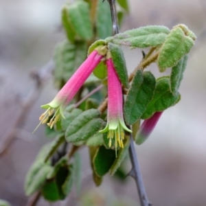 Correa reflexa var. reflexa at Woodstock Nature Reserve - 4 Sep 2020