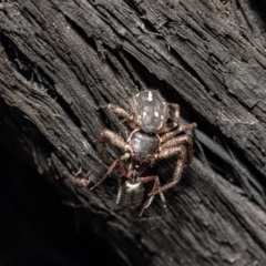 Tharpyna campestrata (Country Crab Spider) at Acton, ACT - 4 Sep 2020 by Roger