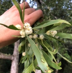 Acacia melanoxylon (Blackwood) at Wattamolla, NSW - 2 Sep 2020 by WattaWanderer