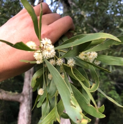 Acacia melanoxylon (Blackwood) at Wattamolla, NSW - 1 Sep 2020 by WattaWanderer