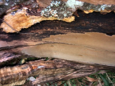 Corticiaceae (Skin fungus) at Wattamolla, NSW - 2 Sep 2020 by WattaWanderer