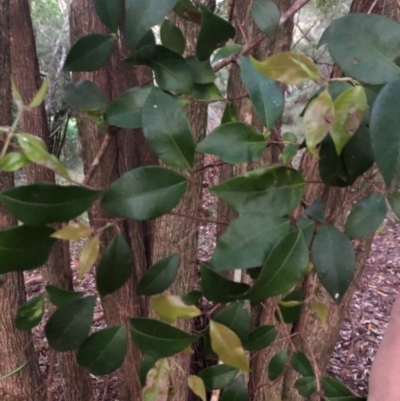 Backhousia myrtifolia (Carrol, Grey Myrtle, Cinnamon Myrtle) at Wattamolla, NSW - 1 Sep 2020 by WattaWanderer