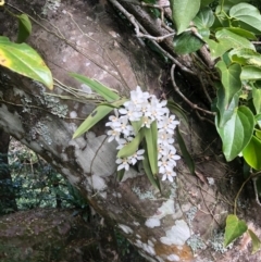 Sarcochilus falcatus (Orange Blossum Orchid) at Wattamolla, NSW - 2 Sep 2020 by WattaWanderer