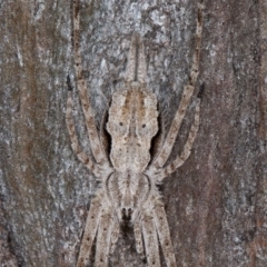 Tamopsis fickerti (Two-tailed spider) at Symonston, ACT - 4 Sep 2020 by rawshorty