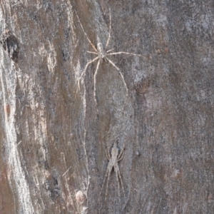 Tamopsis fickerti at Symonston, ACT - 4 Sep 2020 12:12 PM