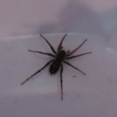 Nyssus coloripes (Spotted Ground Swift Spider) at Flynn, ACT - 4 Sep 2020 by Christine