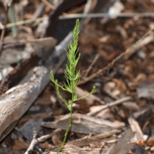 Asparagus officinalis at Weston, ACT - 4 Sep 2020 12:06 AM