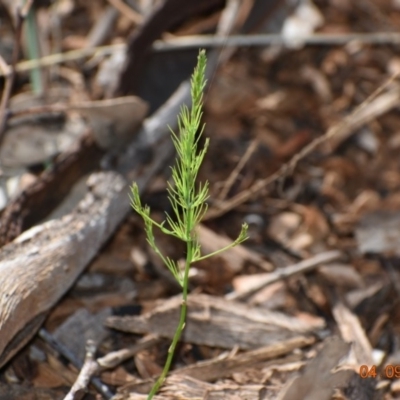 Asparagus officinalis (Asparagus) at Weston, ACT - 3 Sep 2020 by AliceH