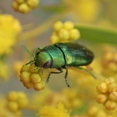 Melobasis obscurella (Obscurella jewel beetle) at Yarralumla, ACT - 3 Sep 2020 by CathB