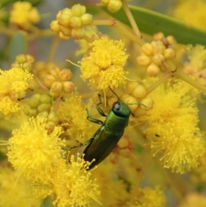 Melobasis obscurella at Yarralumla, ACT - 3 Sep 2020