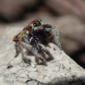 Maratus calcitrans at Wee Jasper, NSW - suppressed