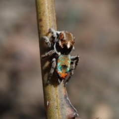 Maratus calcitrans at Wee Jasper, NSW - suppressed