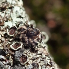 Euophryinae sp.(Undescribed) (subfamily) at Wee Jasper, NSW - 4 Sep 2020