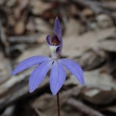 Cyanicula caerulea (Blue Fingers, Blue Fairies) at Wee Jasper, NSW - 4 Sep 2020 by Laserchemisty