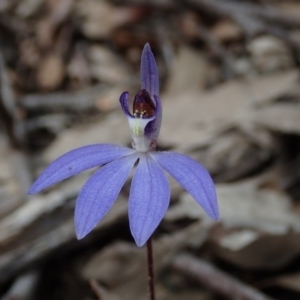 Cyanicula caerulea at Wee Jasper, NSW - 4 Sep 2020