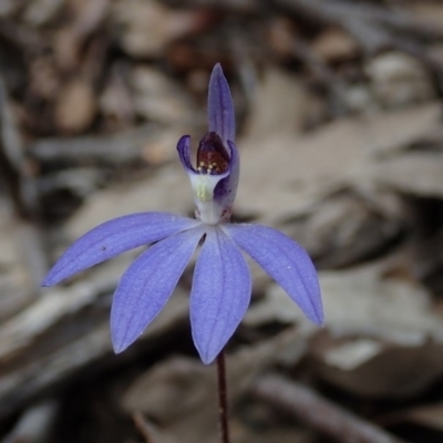 Cyanicula caerulea (Blue Fingers, Blue Fairies) at Wee Jasper, NSW - 4 Sep 2020 by Laserchemisty