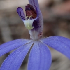 Cyanicula caerulea at Wee Jasper, NSW - 4 Sep 2020