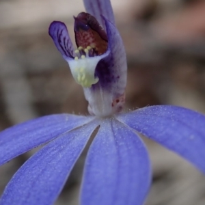 Cyanicula caerulea at Wee Jasper, NSW - suppressed