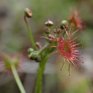 Drosera auriculata at Wee Jasper, NSW - 4 Sep 2020 12:49 PM