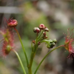 Drosera auriculata at Wee Jasper, NSW - 4 Sep 2020 12:49 PM