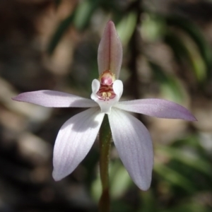 Caladenia fuscata at Wee Jasper, NSW - suppressed