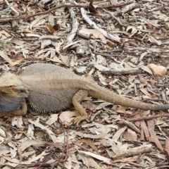 Pogona barbata (Eastern Bearded Dragon) at Downer, ACT - 4 Sep 2020 by shoko