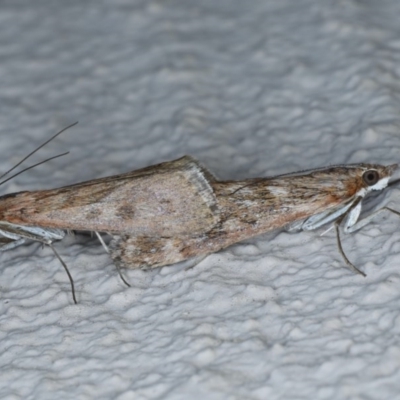 Achyra affinitalis (Cotton Web Spinner, Pyraustinae) at Ainslie, ACT - 3 Sep 2020 by jb2602