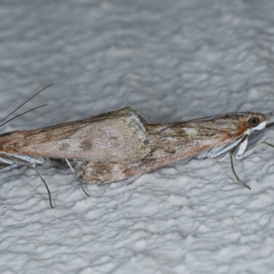 Achyra affinitalis (Cotton Web Spinner) at Ainslie, ACT - 3 Sep 2020 by jb2602