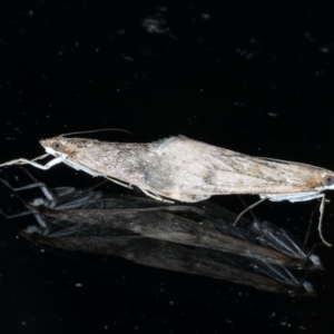 Achyra affinitalis at Ainslie, ACT - 3 Sep 2020