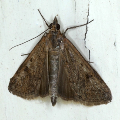 Achyra affinitalis (Cotton Web Spinner, Pyraustinae) at Ainslie, ACT - 3 Sep 2020 by jb2602
