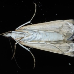 Achyra affinitalis at Ainslie, ACT - 3 Sep 2020