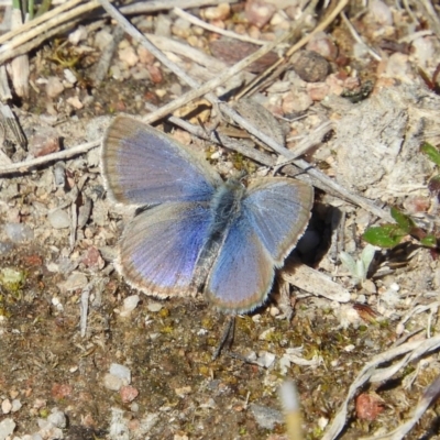 Zizina otis (Common Grass-Blue) at Kambah, ACT - 29 Aug 2020 by MatthewFrawley