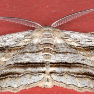 Euphronarcha luxaria at Ainslie, ACT - 3 Sep 2020 11:07 PM