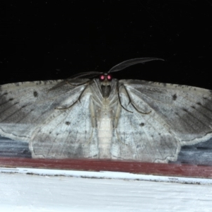 Euphronarcha luxaria at Ainslie, ACT - 3 Sep 2020