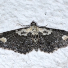 Pasiphilodes testulata (Pome looper) at Ainslie, ACT - 3 Sep 2020 by jb2602