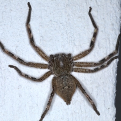 Neosparassus calligaster (Beautiful Badge Huntsman) at Ainslie, ACT - 3 Sep 2020 by jbromilow50