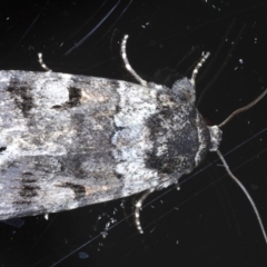 Thoracolopha verecunda (A Noctuid moth (Acronictinae)) at Ainslie, ACT - 3 Sep 2020 by jb2602