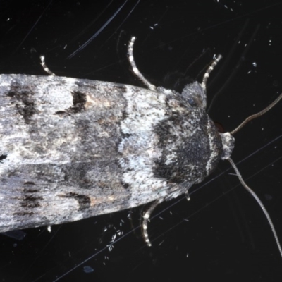 Thoracolopha verecunda (A Noctuid moth (Acronictinae)) at Ainslie, ACT - 3 Sep 2020 by jbromilow50