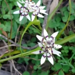 Wurmbea dioica subsp. dioica (Early Nancy) at Kambah, ACT - 4 Sep 2020 by RosemaryRoth