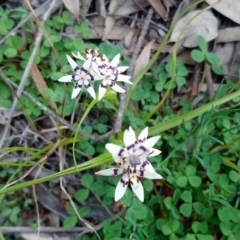 Wurmbea dioica subsp. dioica at Kambah, ACT - 4 Sep 2020