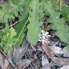 Wurmbea dioica subsp. dioica at Kambah, ACT - 4 Sep 2020 04:50 PM