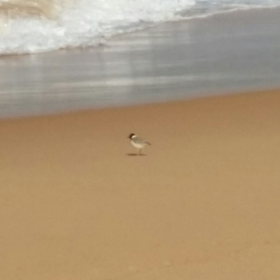 Charadrius rubricollis (Hooded Plover) at Bournda, NSW - 4 Sep 2020 by annabowman