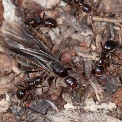 Papyrius nitidus (Shining Coconut Ant) at Symonston, ACT - 4 Sep 2020 by rawshorty