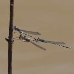 Austrolestes leda (Wandering Ringtail) at Symonston, ACT - 4 Sep 2020 by rawshorty