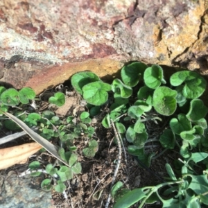 Dichondra repens at Majura, ACT - 4 Sep 2020