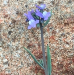 Linaria arvensis (Corn Toadflax) at Majura, ACT - 4 Sep 2020 by JaneR