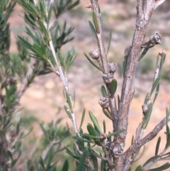 Kunzea ericoides (Burgan) at Hackett, ACT - 4 Sep 2020 by JaneR