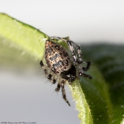 Euryopis sp. (genus) (An ant eating spider) at Macgregor, ACT - 4 Sep 2020 by Roger